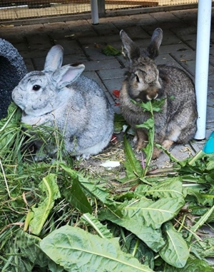 Kaninchen suchen ein Zuhause 