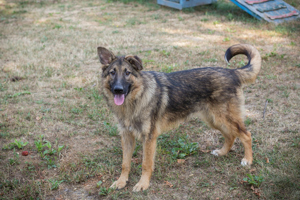 Schäferhündin (Mix) *BONNIE* hält sich gerne im Freien auf und lernt auch sehr gerne. 