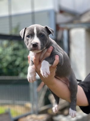 American Bully Welpen