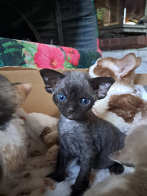 devon rex Kater: FIFE Stammbaum 