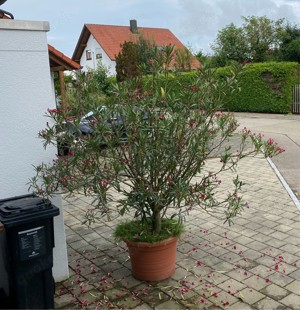 Oleander ca 200 cm hoch und fast genauso breit zu verschenken in 89165 Dietenheim !!!!!