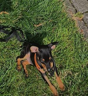 Reinrassiger Deutsche Zwerg Pinscher welpen sucht neue Zuhause:)