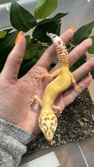 Leopardgecko Weibchen - Nachzucht aus 2023 - Eublepharis macularius