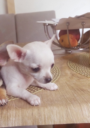 Süße Reinrassige Chihuahua Welpe Männlich 