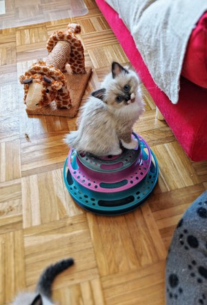 Süße Ragdoll Birma Mix Kitten 