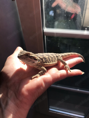 Bartagamenjungtiere von Mai 2024