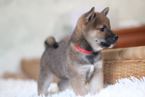 rote Shiba Inu -Rüde KENZO