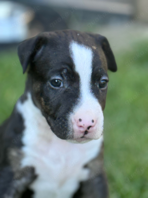 Welpen: mix Miniature Bullterrier