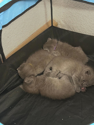 Noch 2 BKH Blue Kitten suchen noch ab Mitte September ein neues zu Hause!