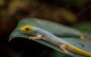 Lygodactylus Conraui Eier