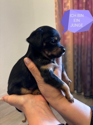 Russische mini toy Terrier (2 Medchen reservirt)