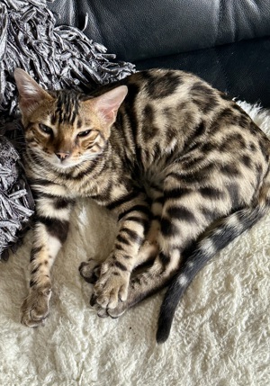 Bengal - Kater 