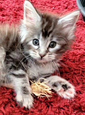 Maine Coon Mädchen black-silver-tabby Kitten Katzenbaby