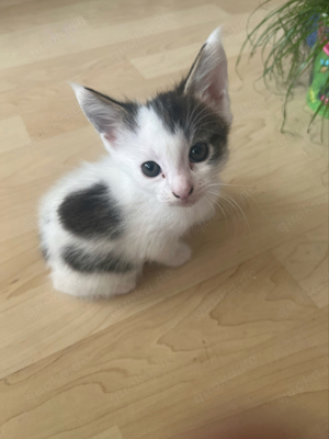 Maine Coon Mix Kitten