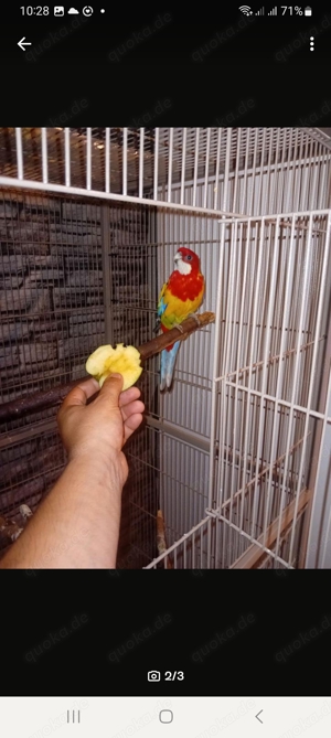 Rosella Sittich  Rosellasittich