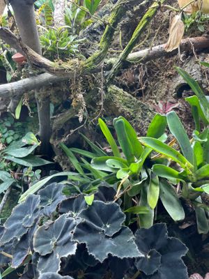 Regenwaldterrarium, Epipedobates anthonyi "Rio Saladillo" 