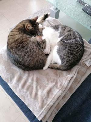 zwei liebevolle Katzen abzugeben 