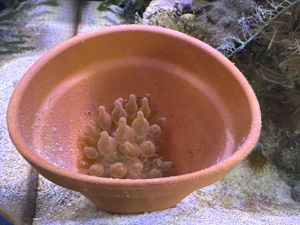 kupferanemone anemone