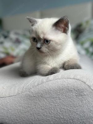 Sehr hübsche Britisch Kurzhaar - Happy Colour Point Kitten mit Blauen Augen