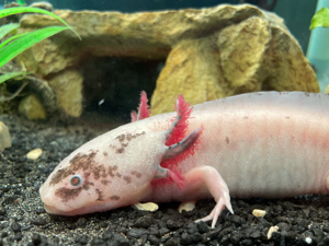 Aquarium mit 4 Axolotl