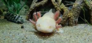 Axolotl gelb, 2 Jahre alt 