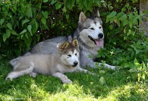 4 Alaskan Malamute Welpen wollen umziehen