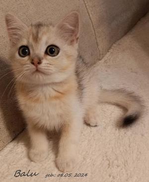 Katzenfreunde gesucht für Britisch "Highländer" Kitten