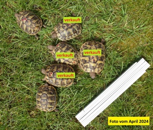 Nachzucht 2021: noch 2 Griechische Landschildkröten, Testudo hermanni boettgeri