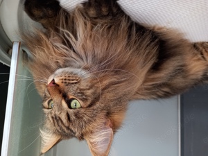 Maine Coon Kater Leo 