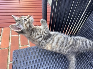 Kitten Katzenbaby weiblich sucht liebevolles Zuhause