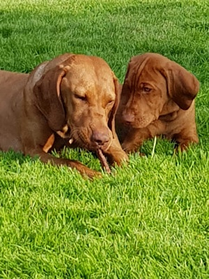 Schöne Vizsla Welpen kurzhar mit pedigree