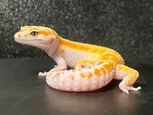 PET ONLY - 0.1 White & Yellow Fire Leopardgecko