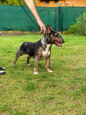 Miniatur Bullterrier tri merle