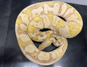 1,0 Königspython Banana Pastel het. Pied Female-Maker