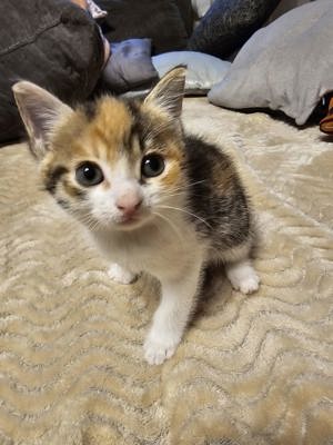 Norwegische Waldkatzen Kitten