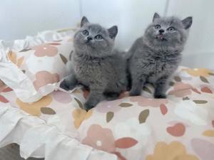 Britische Kurzhaar-Kätzchen suchen ein neues Zuhause.