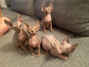 Canadian Sphynx Sphinx noch 3 da