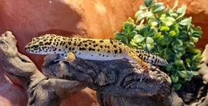 Wunderschöne super zahme Leopardgecko Weibchen 2023 0.1 super zahm