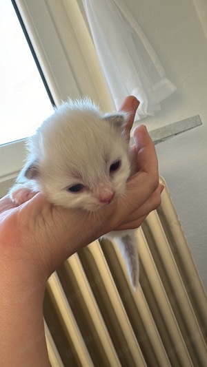 Kitten Ragdoll 