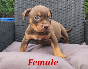 American Bully Welpen 