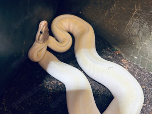  Königspython 1.1 suchen ein zuhause