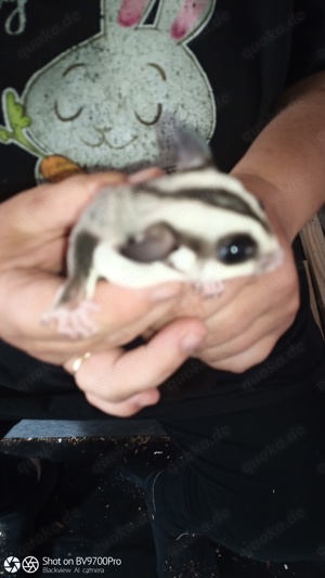 Zwei Sugar Glider Weibchen 