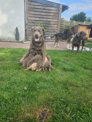 Labrador welpen Silber aus zuchttauglicher Stammung Easy La Dolce 