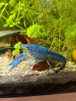 Procambarus alleni sp. blau - Blauer Floridakrebs