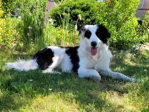 Reinrassige Bordercollie Welpen 