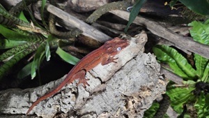 1,0 Gargoyle Gecko   Rhacodactylus auriculatus NZ23 inkl. Exo Terra Terrarium 