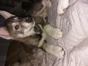 Siberian Laika-Husky Welpe