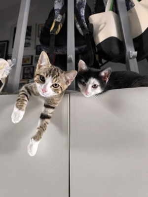 Kitten suchen ein neues Zuhause 