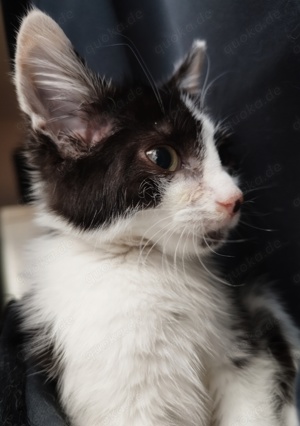 Maine coon Mix kitten