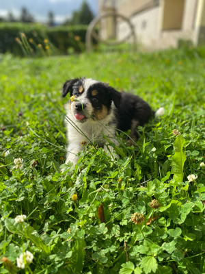 Süsser Border Collie Welpe abzugeben 